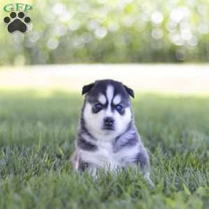 Sage, Siberian Husky Puppy